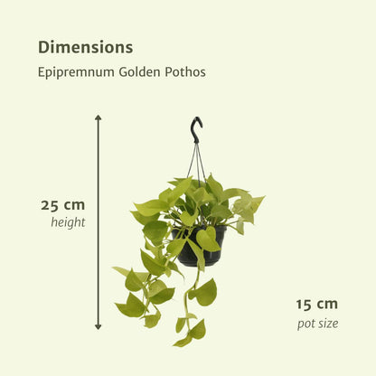 2x Epipremnum Golden Pothos - Scindapsus - Ø15cm - ↨25cm