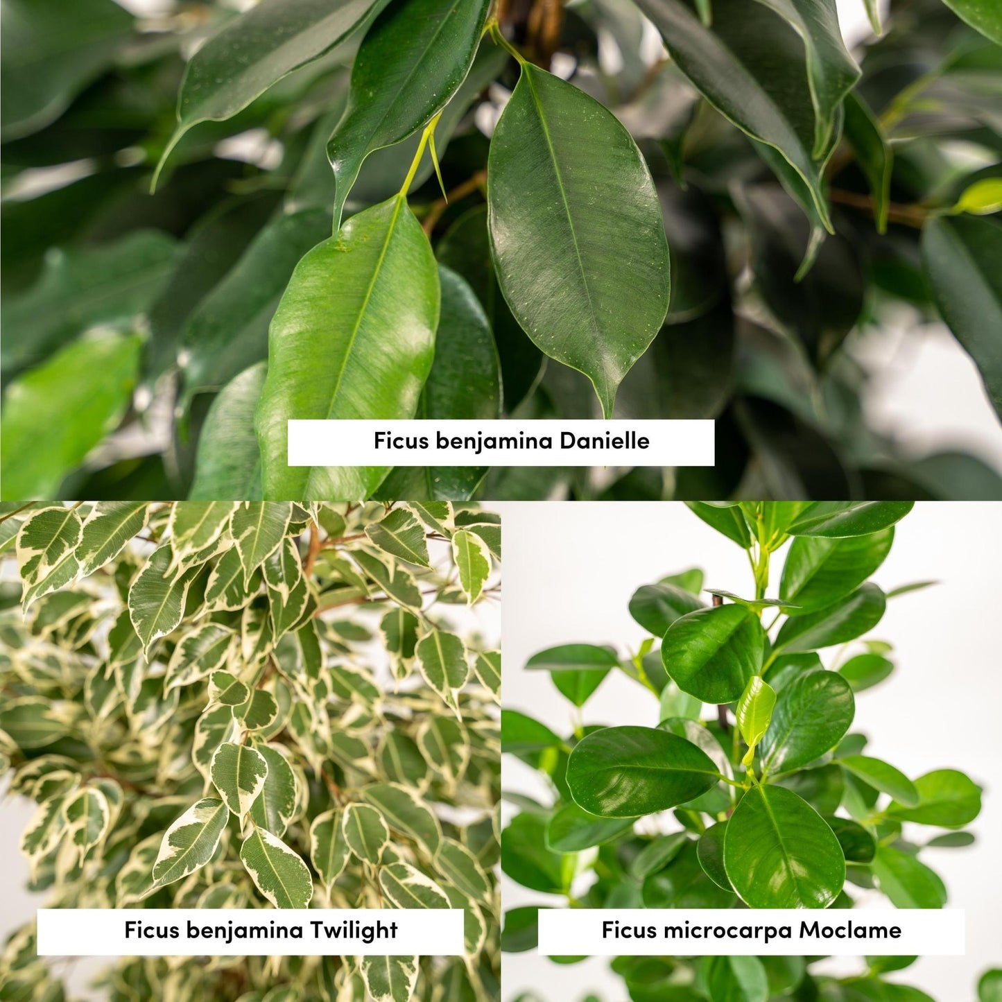 Ficus Benjamina Danielle - Ø21cm - ↨95cm + Ficus Benjamina Twilight - Ø21cm - ↨95cm + Ficus Microcarpa Moclame - Ø21cm - ↨95cm + Korb Selin