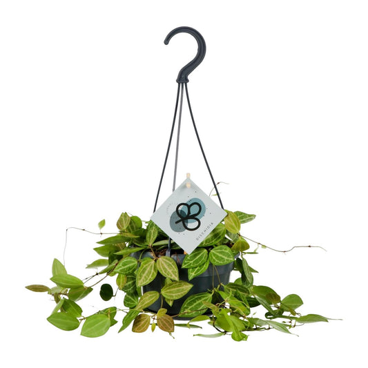 Dischidia Ovata - Ø14cm - ↨40cm