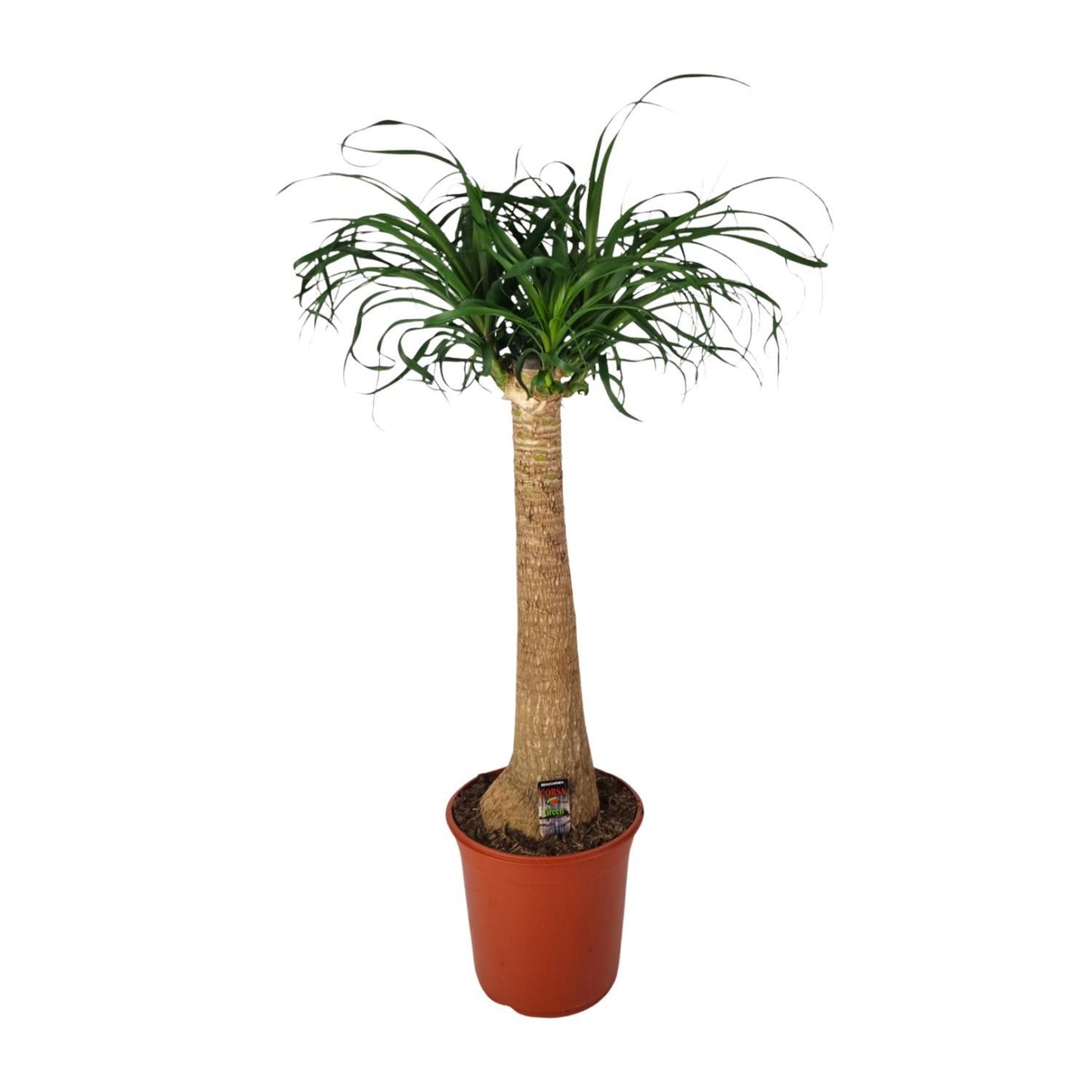 Beaucarnea Nolina - Elefantenfuß  - Ø24cm - ↨95cm