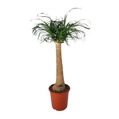 Beaucarnea Nolina - Elefantenfuß  - Ø24cm - ↨95cm