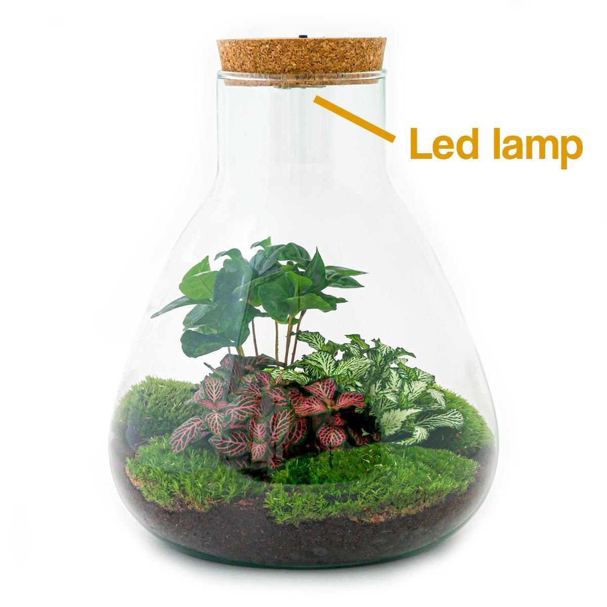 Flaschengarten - Sam mit Lampe - ↨ 30 cm - Normal