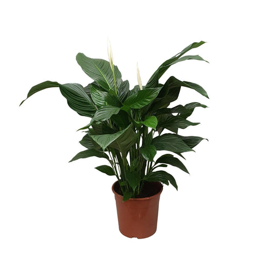 Spathiphyllum Sweet Silvana - Ø24cm - ↨80cm