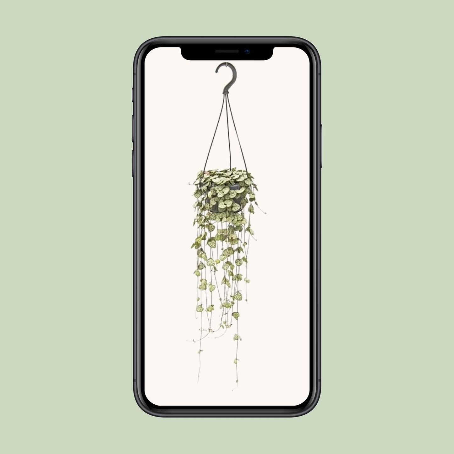 Ceropegia Woodii - Leuchterblume - Ø14cm - ↨50cm