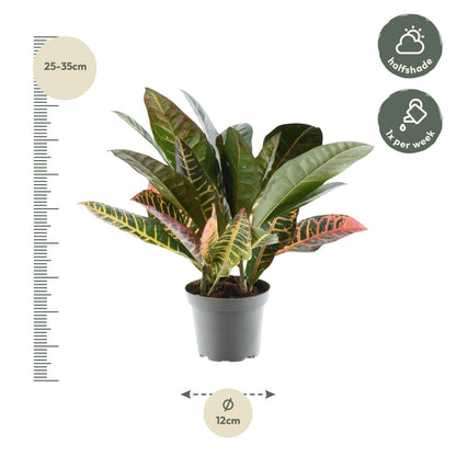 Codiaeum Petra - ↨30cm - Ø12cm