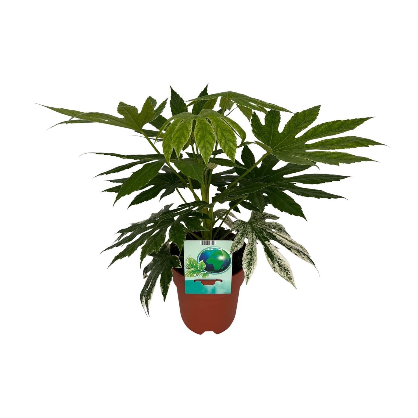 Fatsia Japonica - Japanische Aralie - Ø19cm - ↨60cm