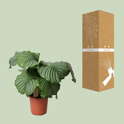 Calathea Orbifolia - Gebetspflanze - Ø21cm - ↨55cm