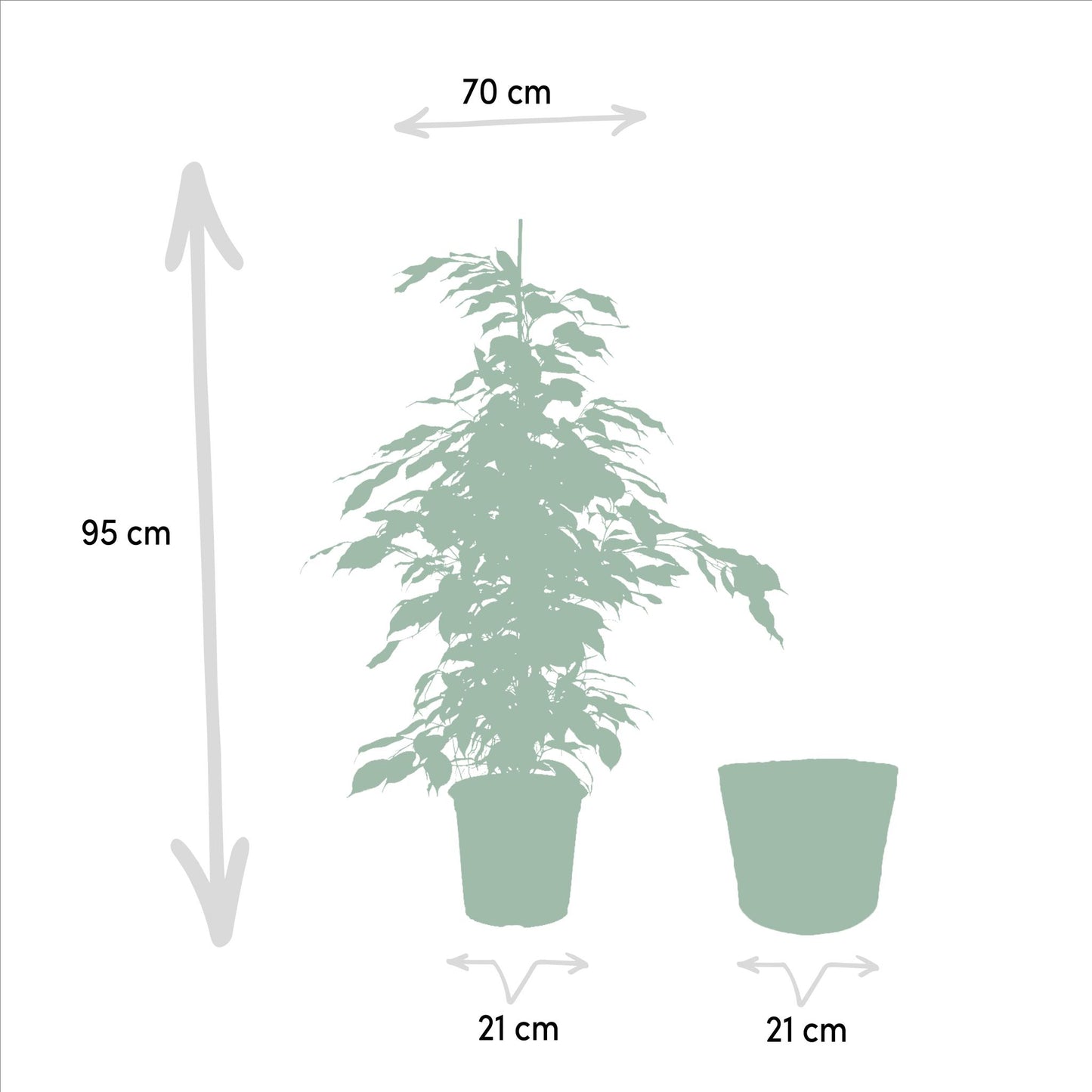 Ficus Benjamina Danielle - Ø21cm - ↨95cm + Ficus Benjamina Twilight - Ø21cm - ↨95cm + Ficus Microcarpa Moclame - Ø21cm - ↨95cm + Korb Selin