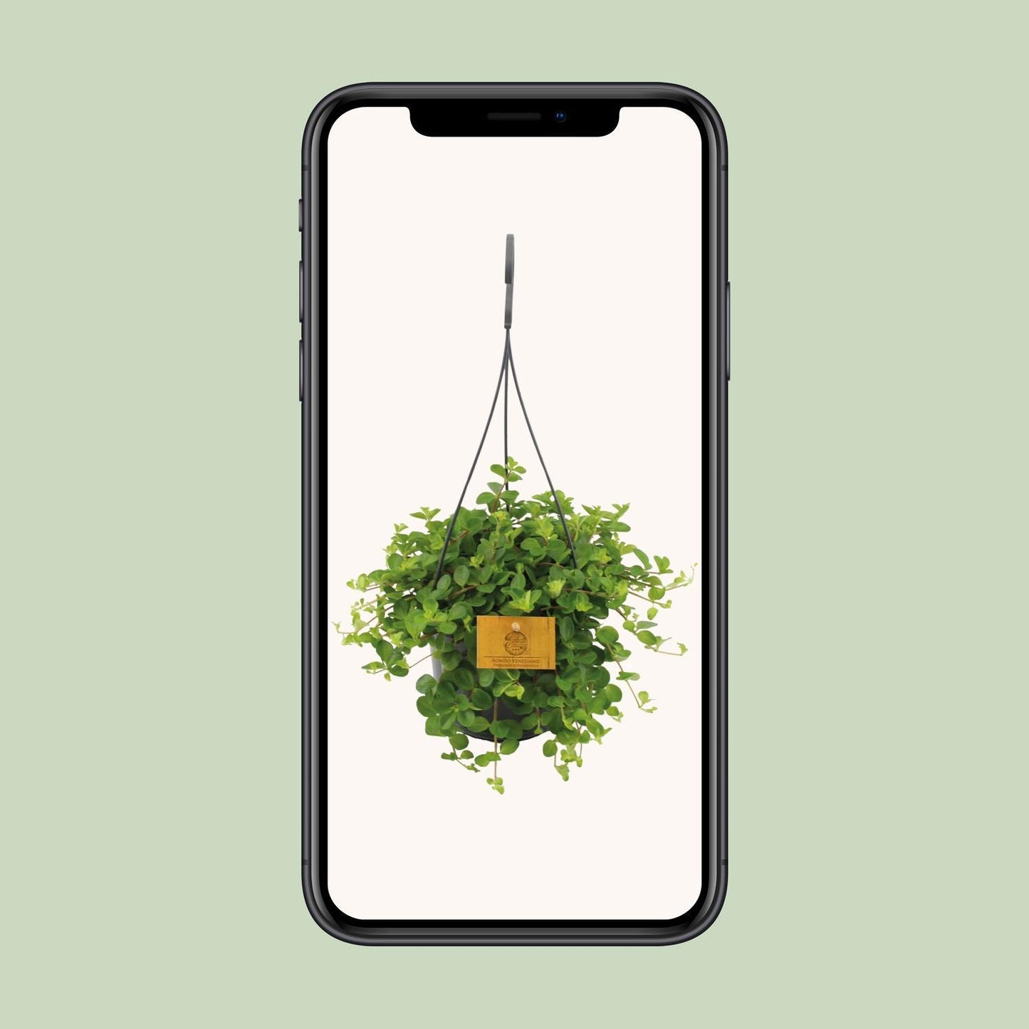 Peperomia Rotundifolia - Ø15cm - ↨25cm