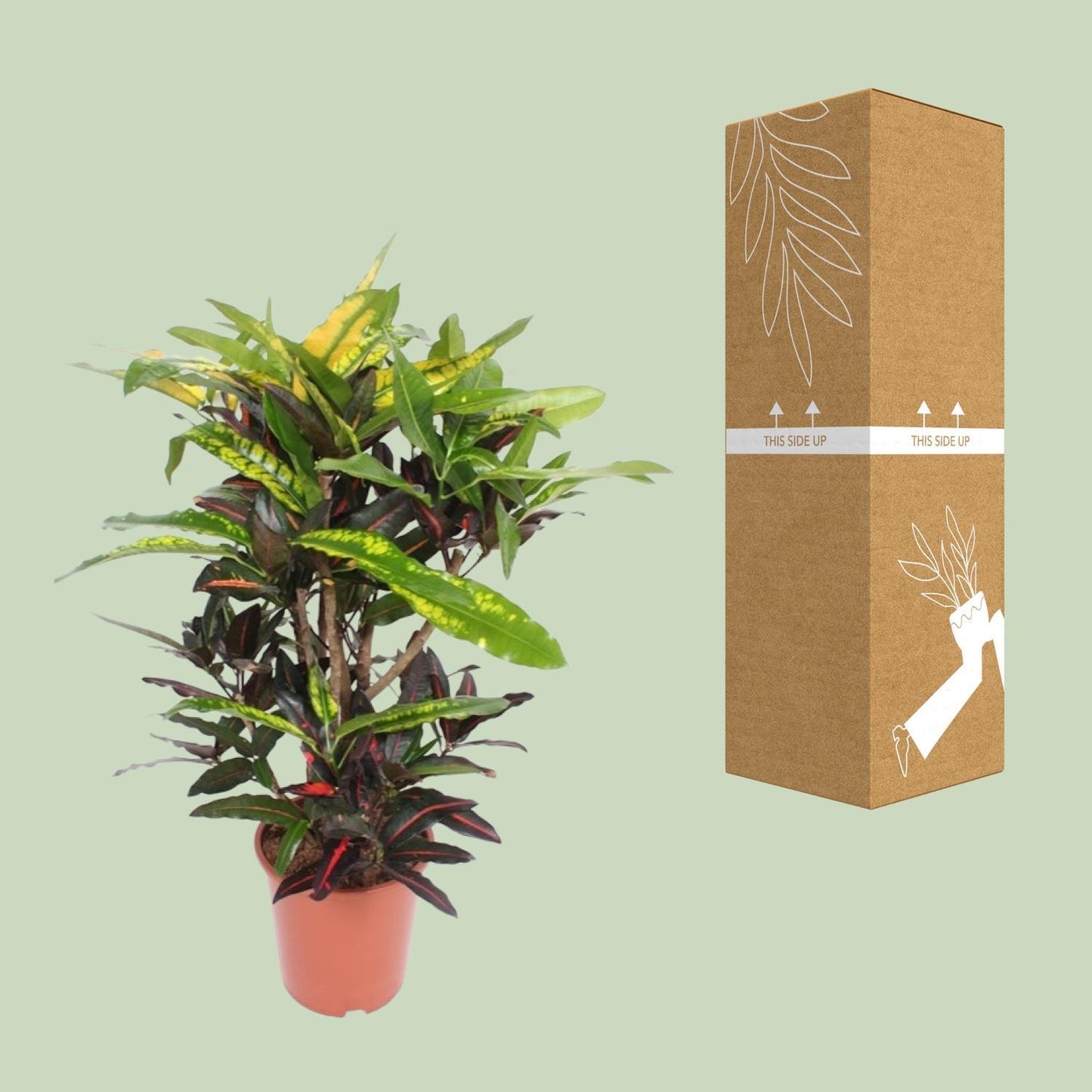 Codiaeum Mango - Ø27cm - ↨110cm