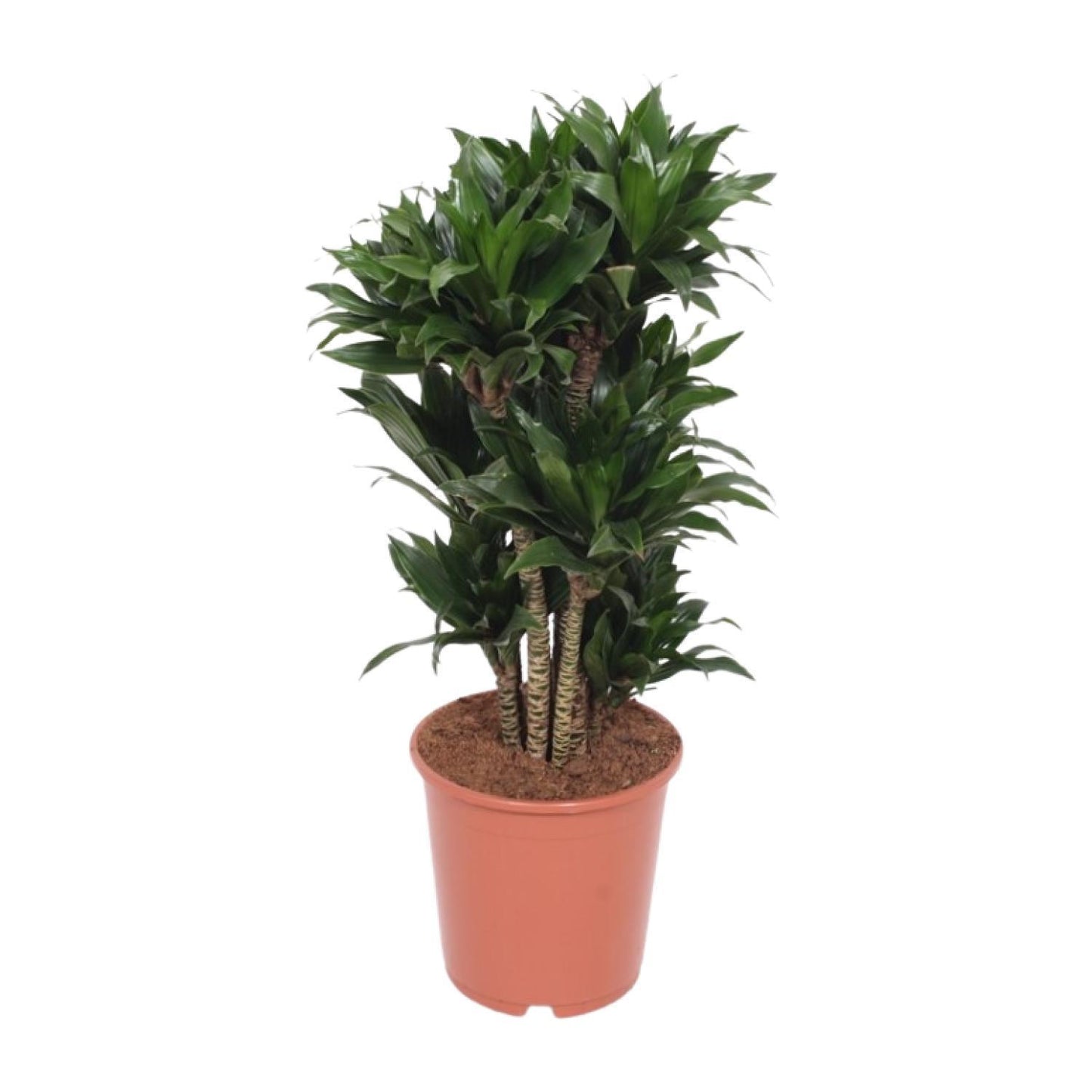 Dracaena Compacta - Drachenbaum - Ø24cm - ↨80cm