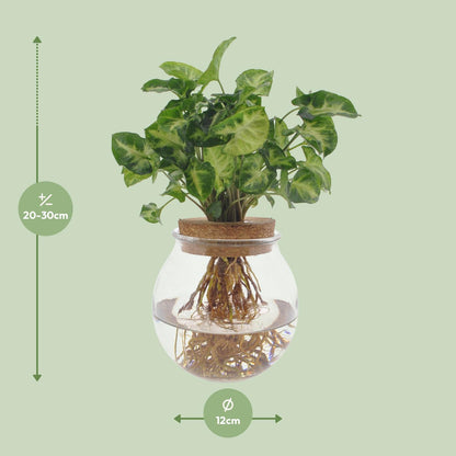 Syngonium Pixie im Glas - Ø12cm - ↨30cm