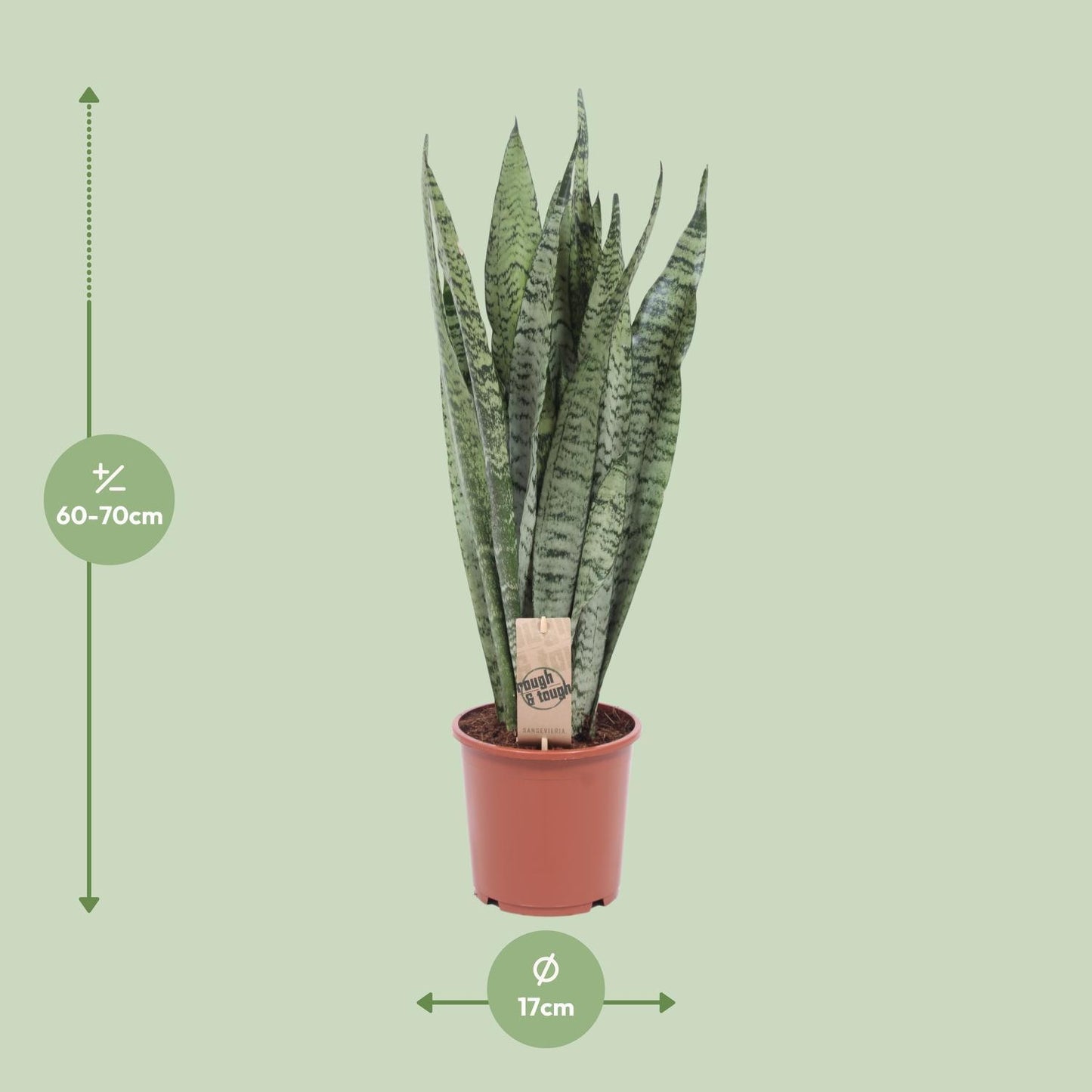 Sansevieria Zeylanica - Ø17cm - ↨70cm