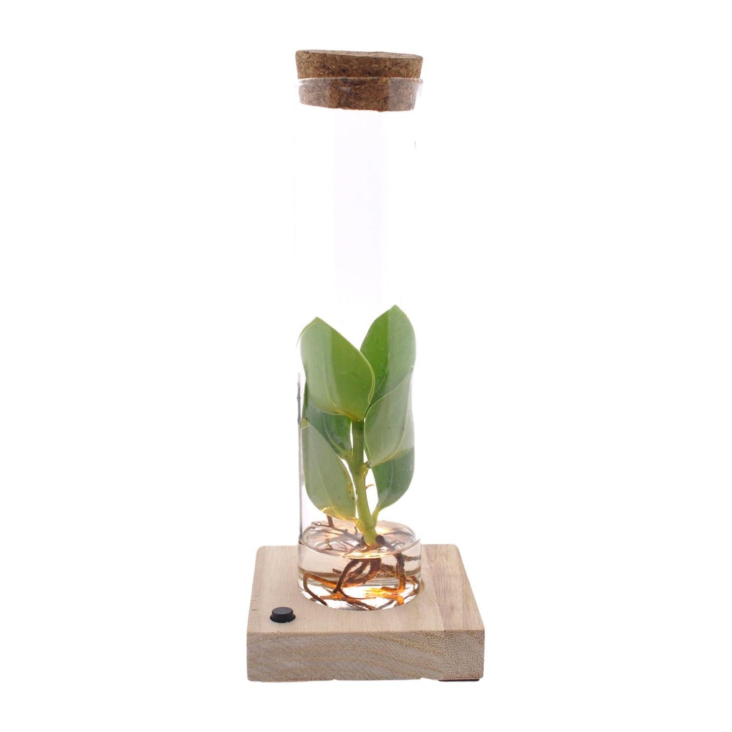 Clusia - Autographenbaum -im Glas mit LED - Ø5cm - ↨10cm