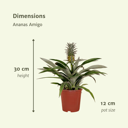 2x Bromelia - Ananaspflanze -  Ø12cm - ↨30cm