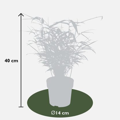 Fargesia Rufa - Schirmbambus - Ø14cm - ↨40cm