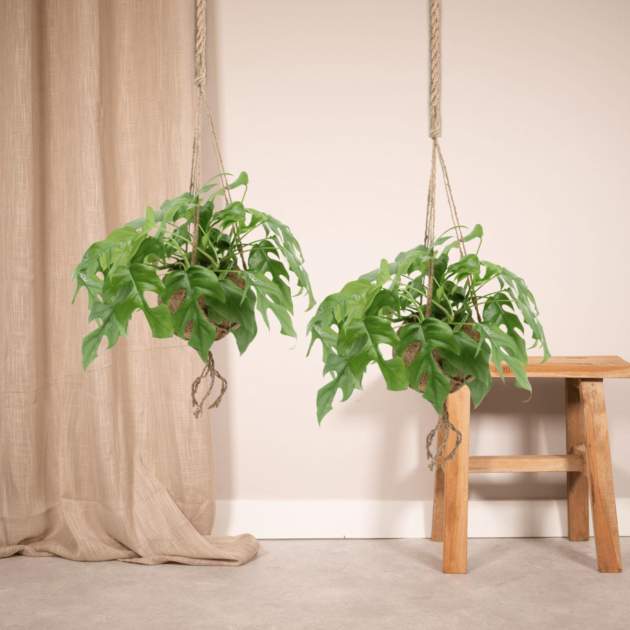 Kokodama Monstera Minima Hang (Lochpflanze) - 2 Stücke - Ø15cm - ↨25cm