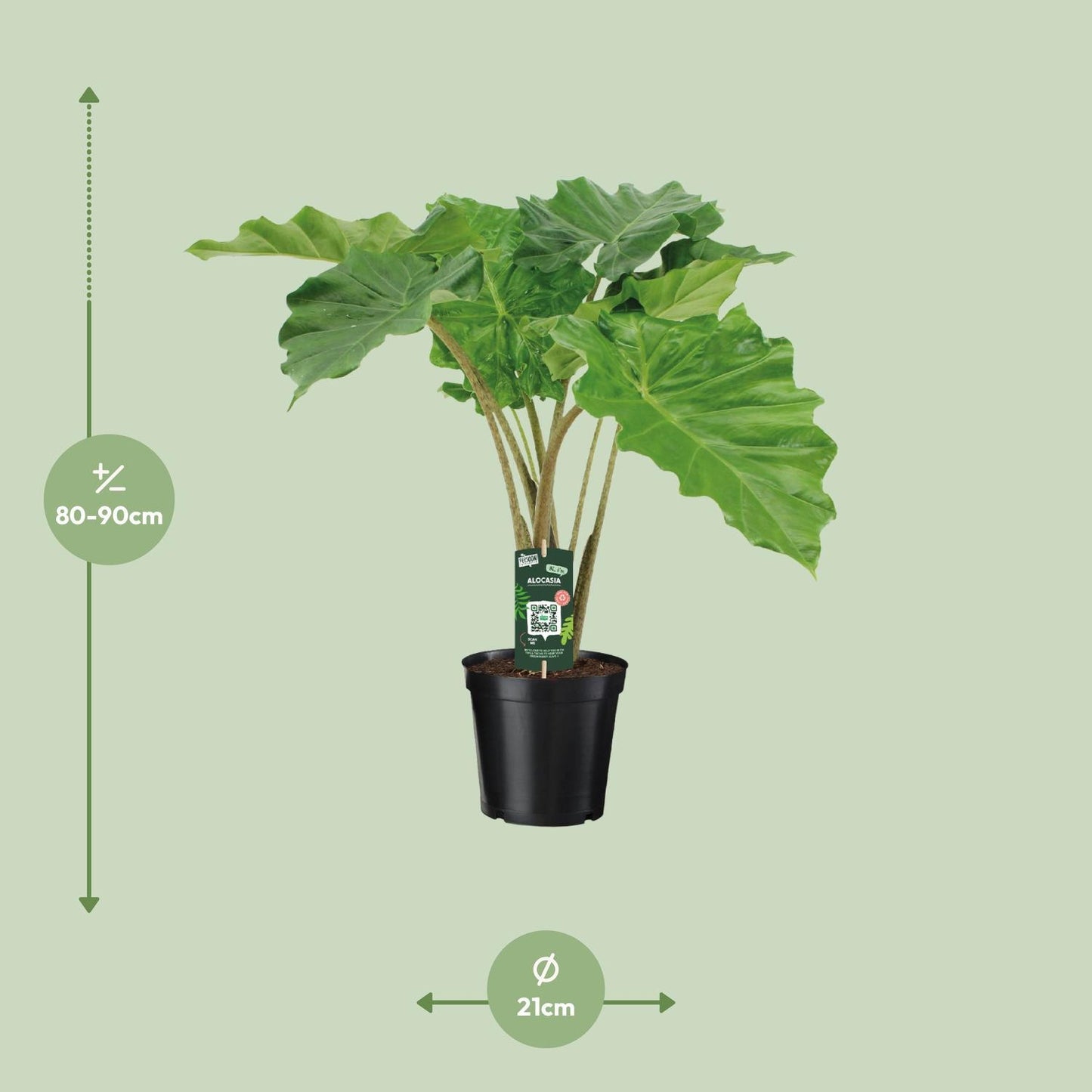 Alocasia Portodora - Elefantenohr - ↨80cm - Ø21cm