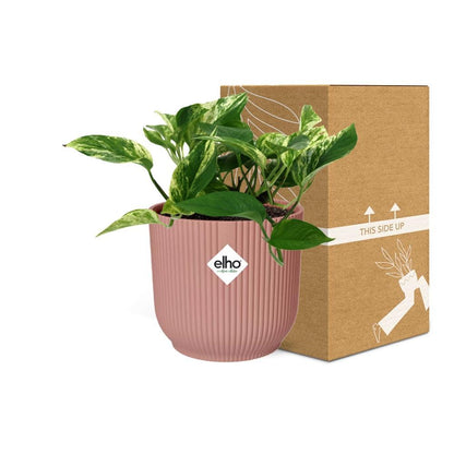 Scindapsus (Epipremnum) Marble Queen - 10cm - 20cm - in ELHO Vibes Fold Topf 14cm rosa