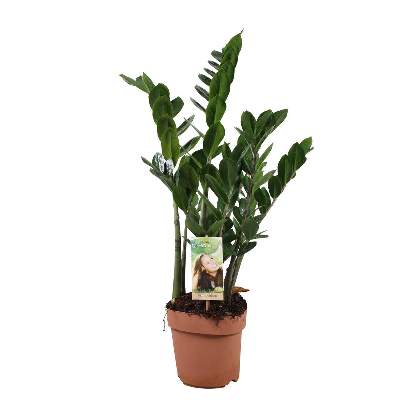 Zamioculcas Zamiifolia - Ø17cm - ↨70cm