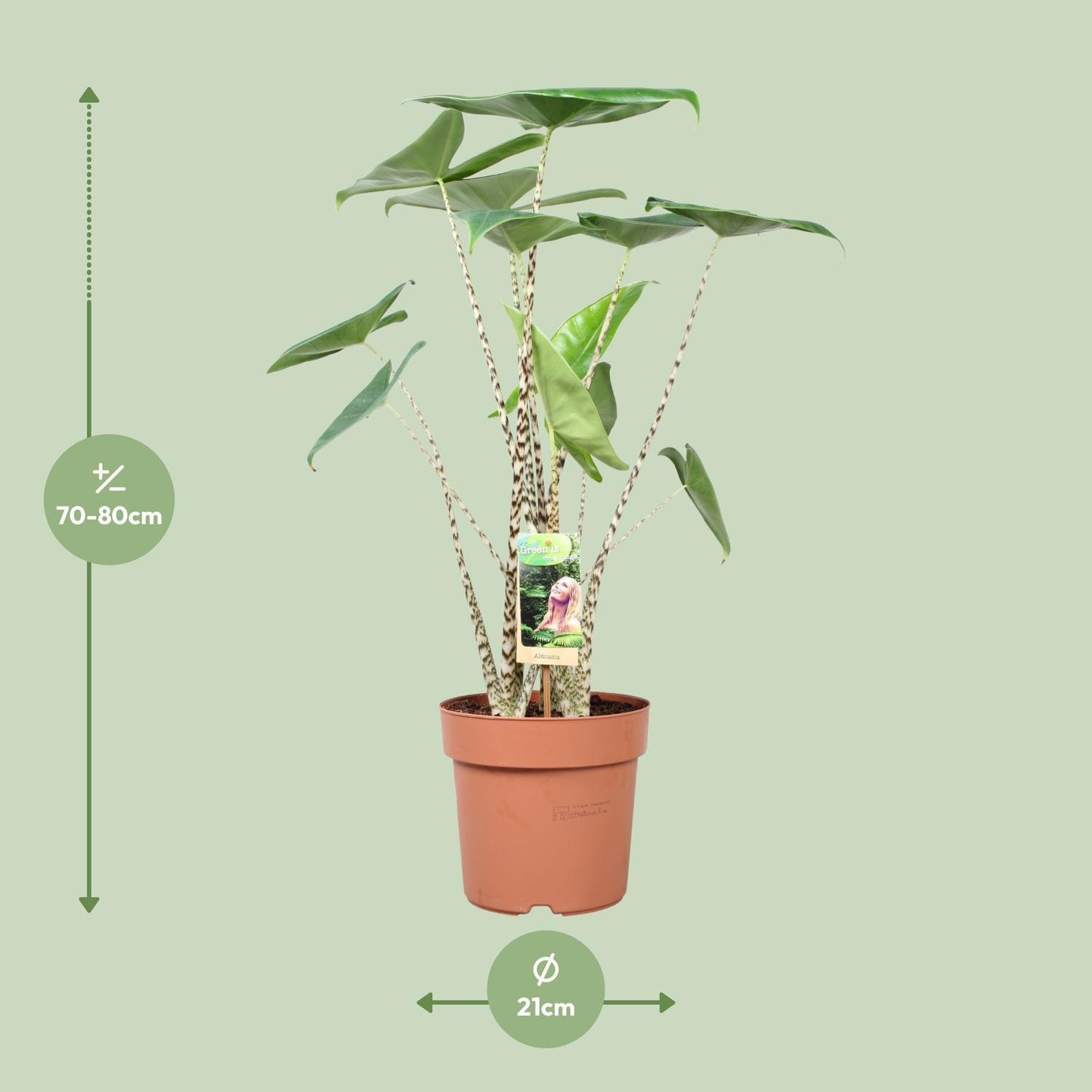 Alocasia Zebrina -  ↨80cm - Ø21cm