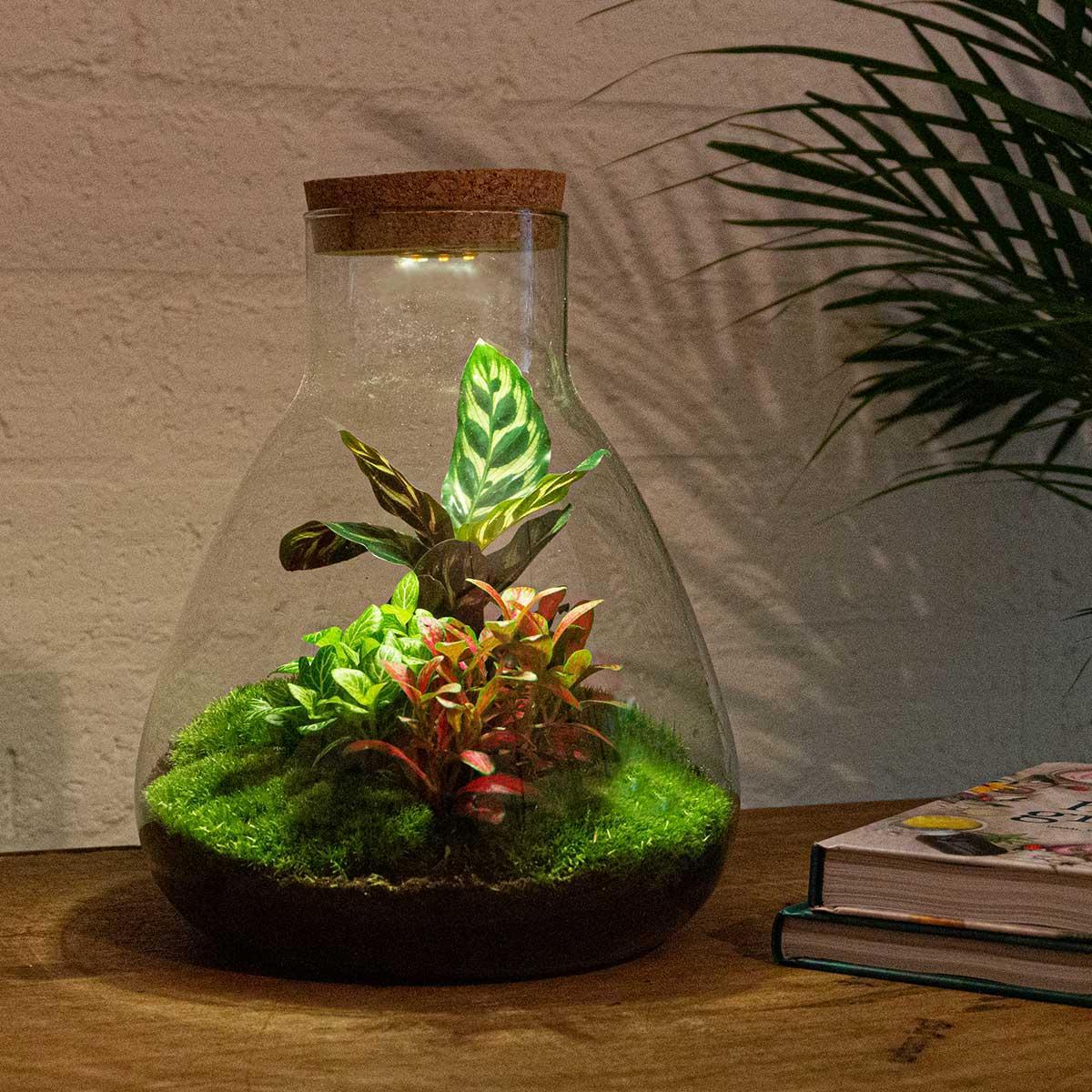 Flaschengarten - Sam Calathea mit Lampe - ↨30 cm - Harke+Schaufel