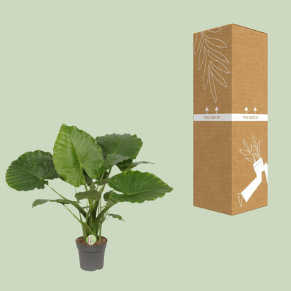 Alocasia Gageana California - Elefantenohr - ↨80cm - Ø21cm