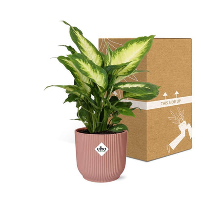 Dieffenbachia Camilla - 30cm-40cm - in ELHO Vibes Fold Topf rosa 14cm