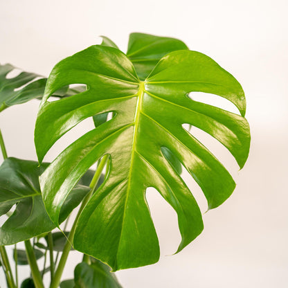 Monstera Deliciosa + Körbchen Selin - ↨80cm - Ø21cm