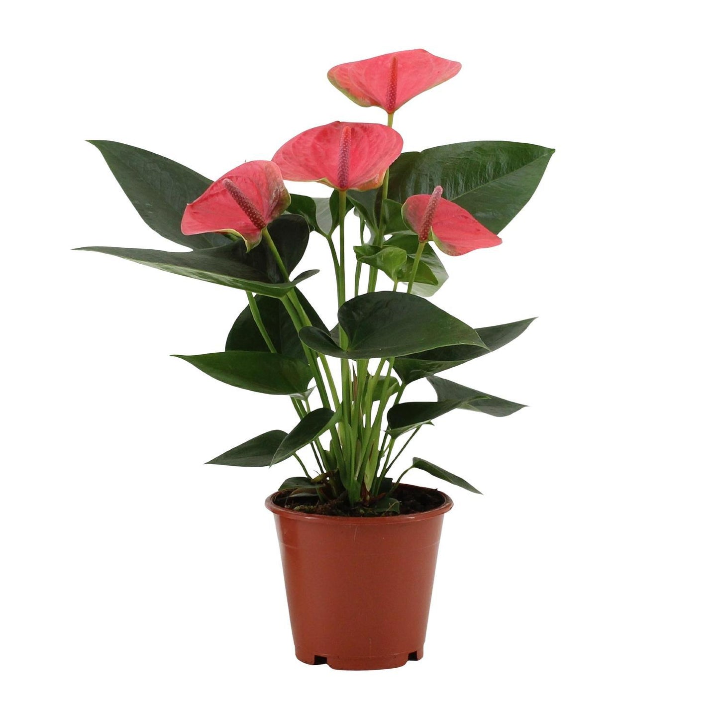 Anthurium Sweet Dream In Transparent Sleeve -↨36cm -  Ø12cm