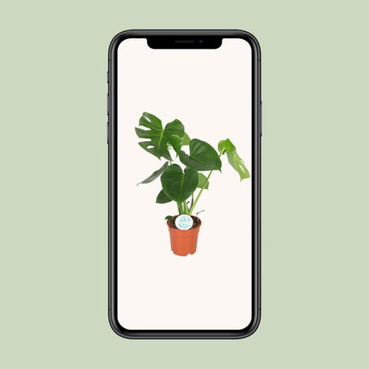 Monstera Deliciosa - Lochpflanze - Ø14cm - ↨55cm