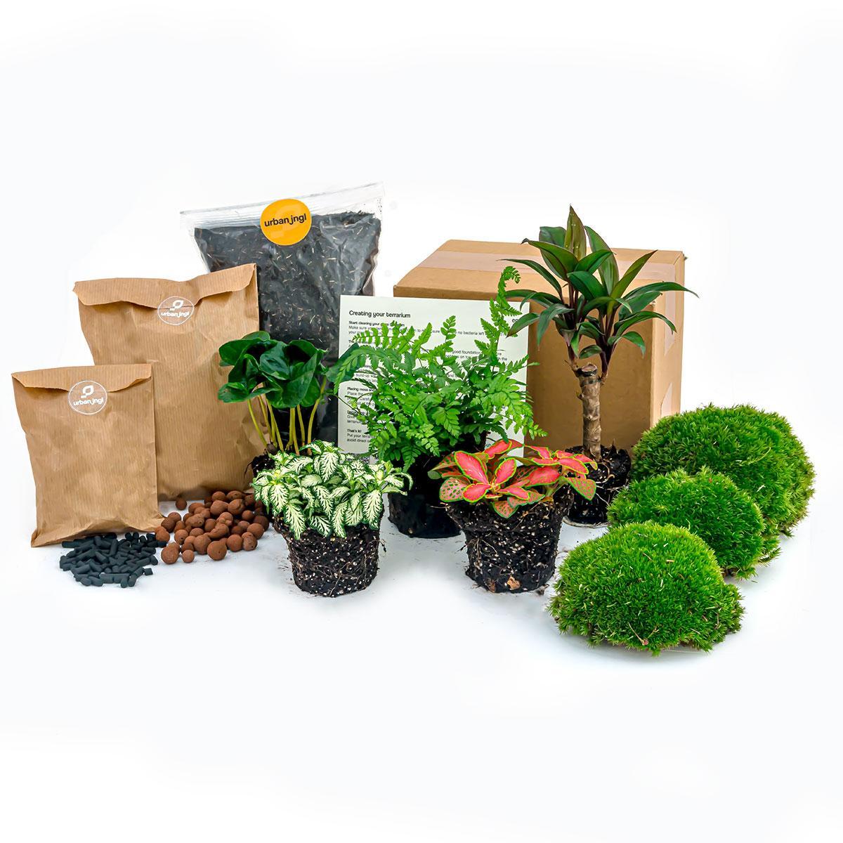 Starterpaket  Pflanzen-Terrarium - Jungle 5 - Kaffeebaum - Farn - Palme - 2x Fittonia - Nachfüllung