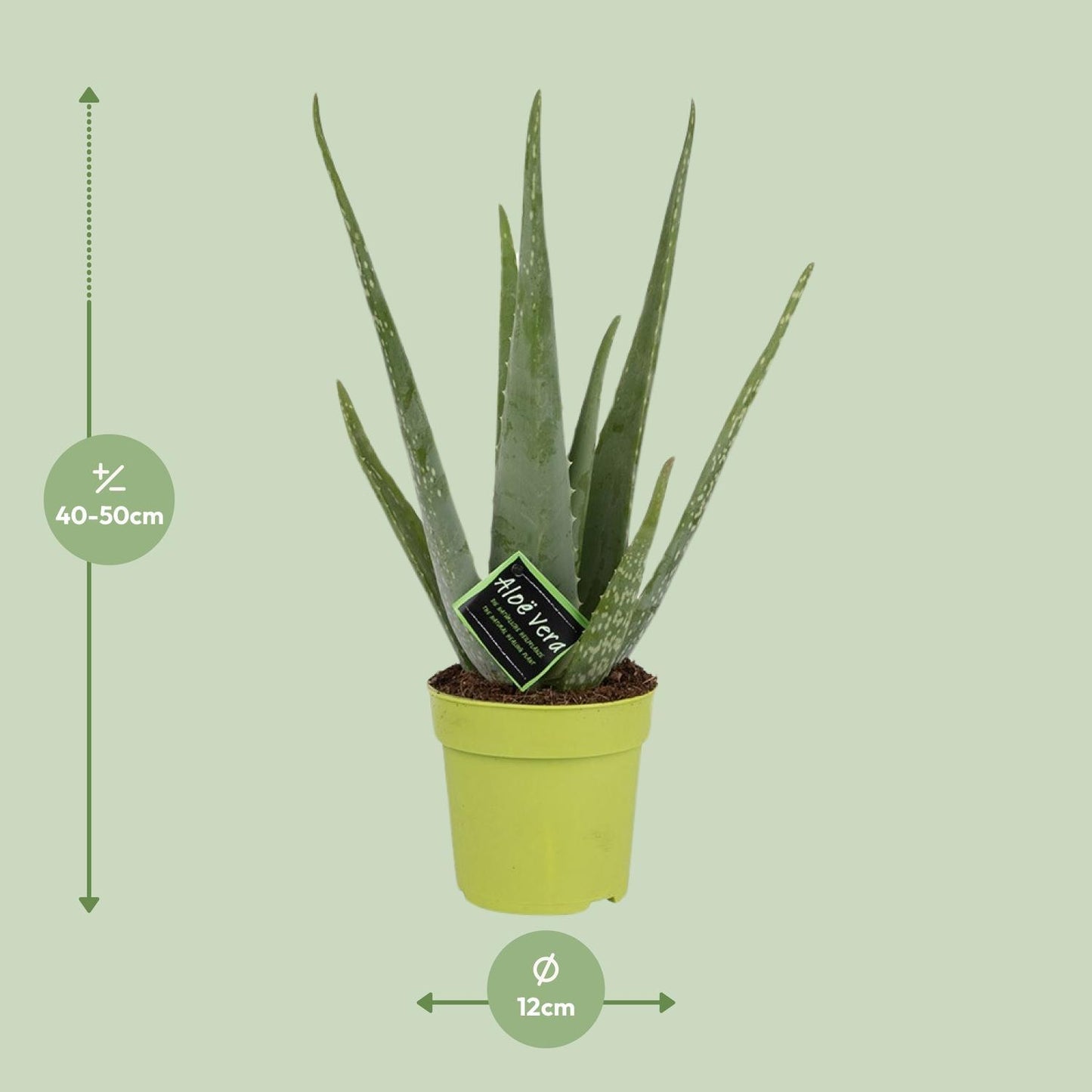 Aloe Vera - ↨45cm - Ø12cm