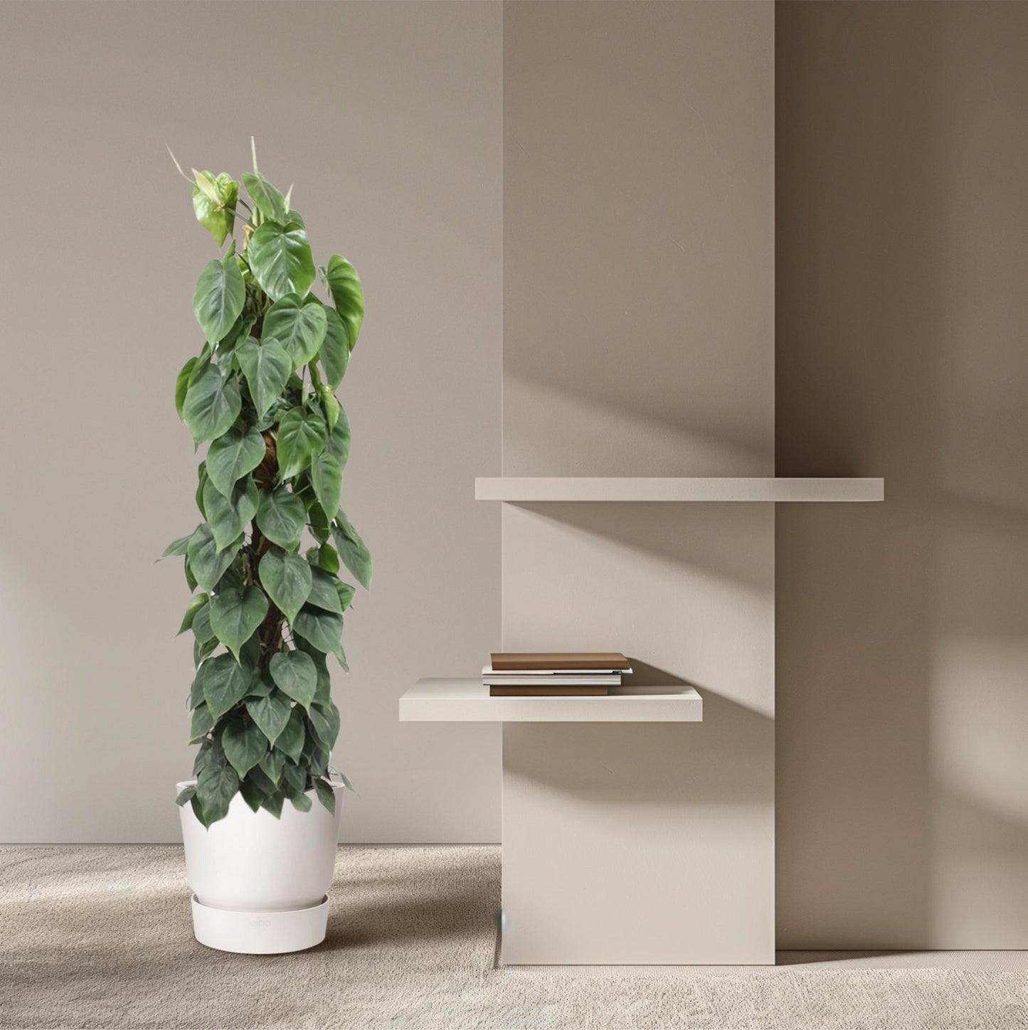 Philodendron Scandens  - Ø27cm - ↨150cm