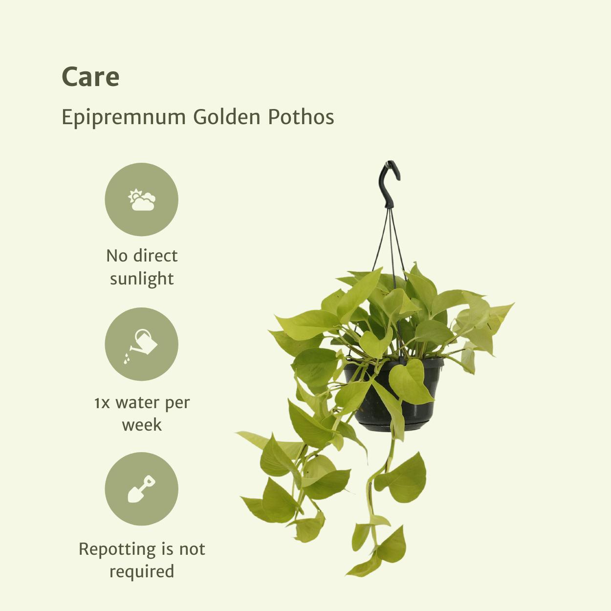 2x Epipremnum Golden Pothos - Scindapsus - Ø15cm - ↨25cm