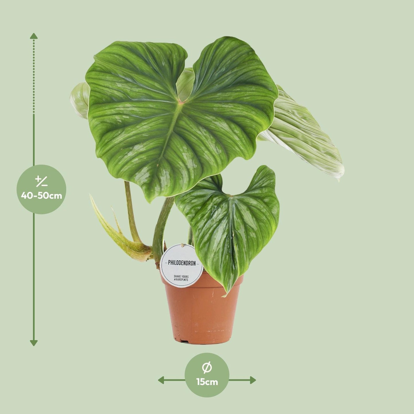 Philodendron Plowmanii - Ø15cm - ↨50cm