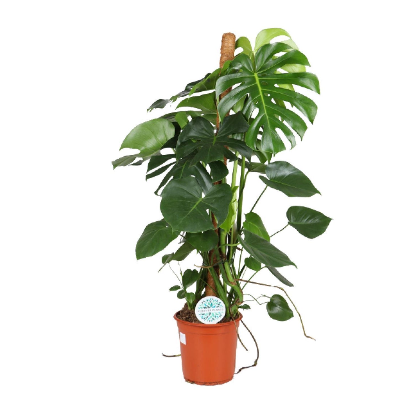 Monstera Deliciosa - Ø24cm - ↨105cm