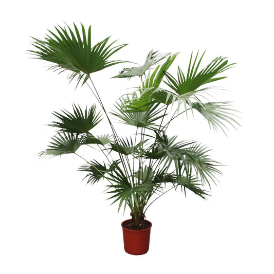 Livistona Chinensis - Chinesische Fächerpalme - ↨200cm - Ø34cm