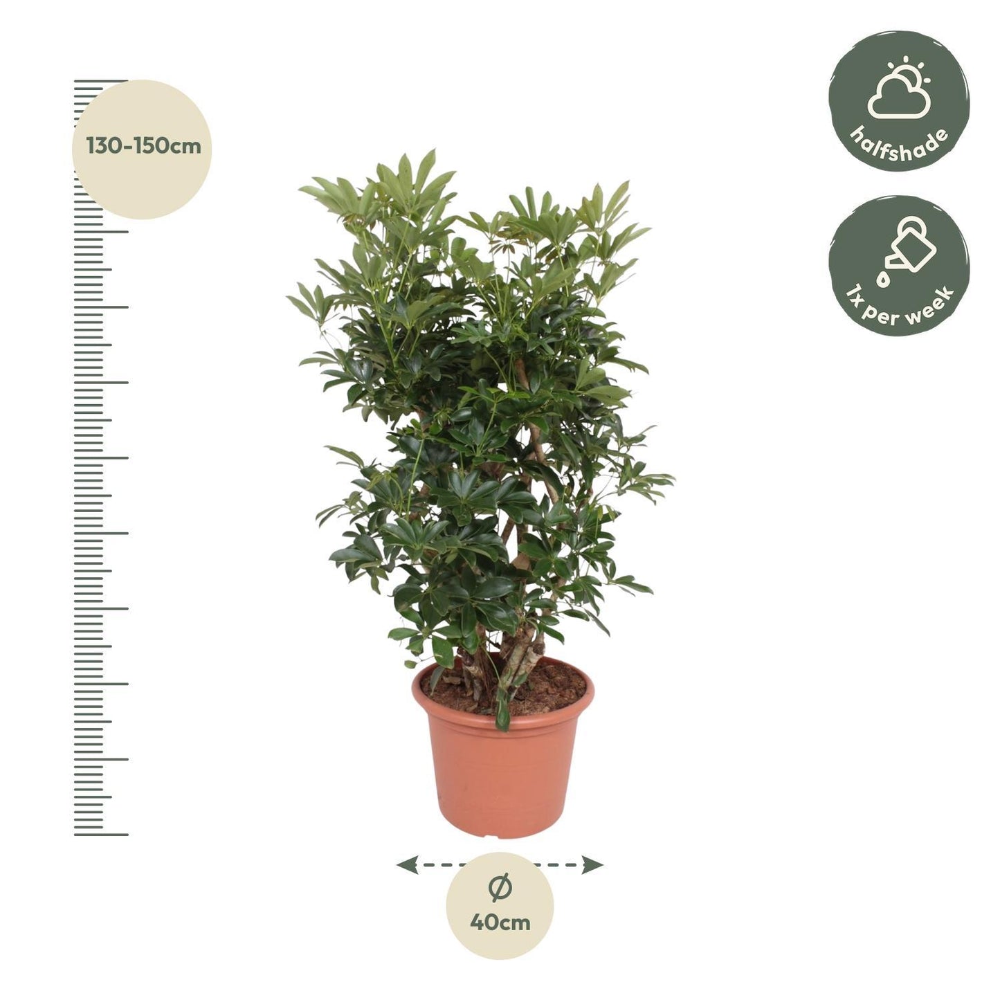 Schefflera Arboricola Compacta verzweigt - ↨140cm - Ø40cm