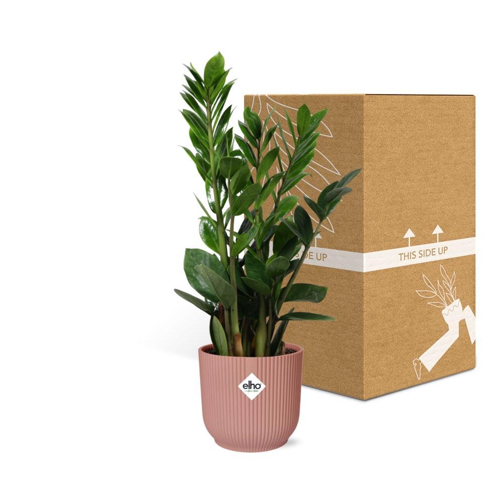 Zamioculcas – Hoogte 40cm-50cm in ELHO Vibes Fold Topf rosa 14cm