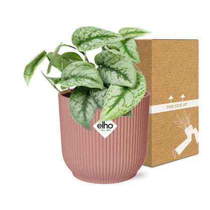 Scindapsus Pictus ‘Trebie’ - 10cm-20cm - in ELHO Vibes Fold Topf 14cm rosa