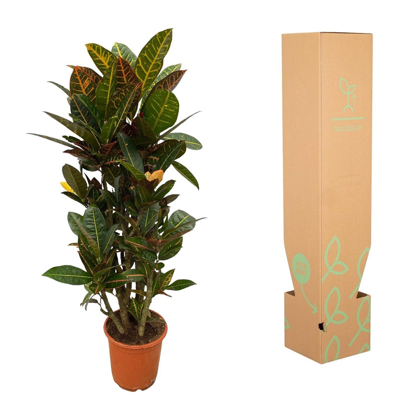 Codiaeum Petra - ↨100 cm - Ø21cm