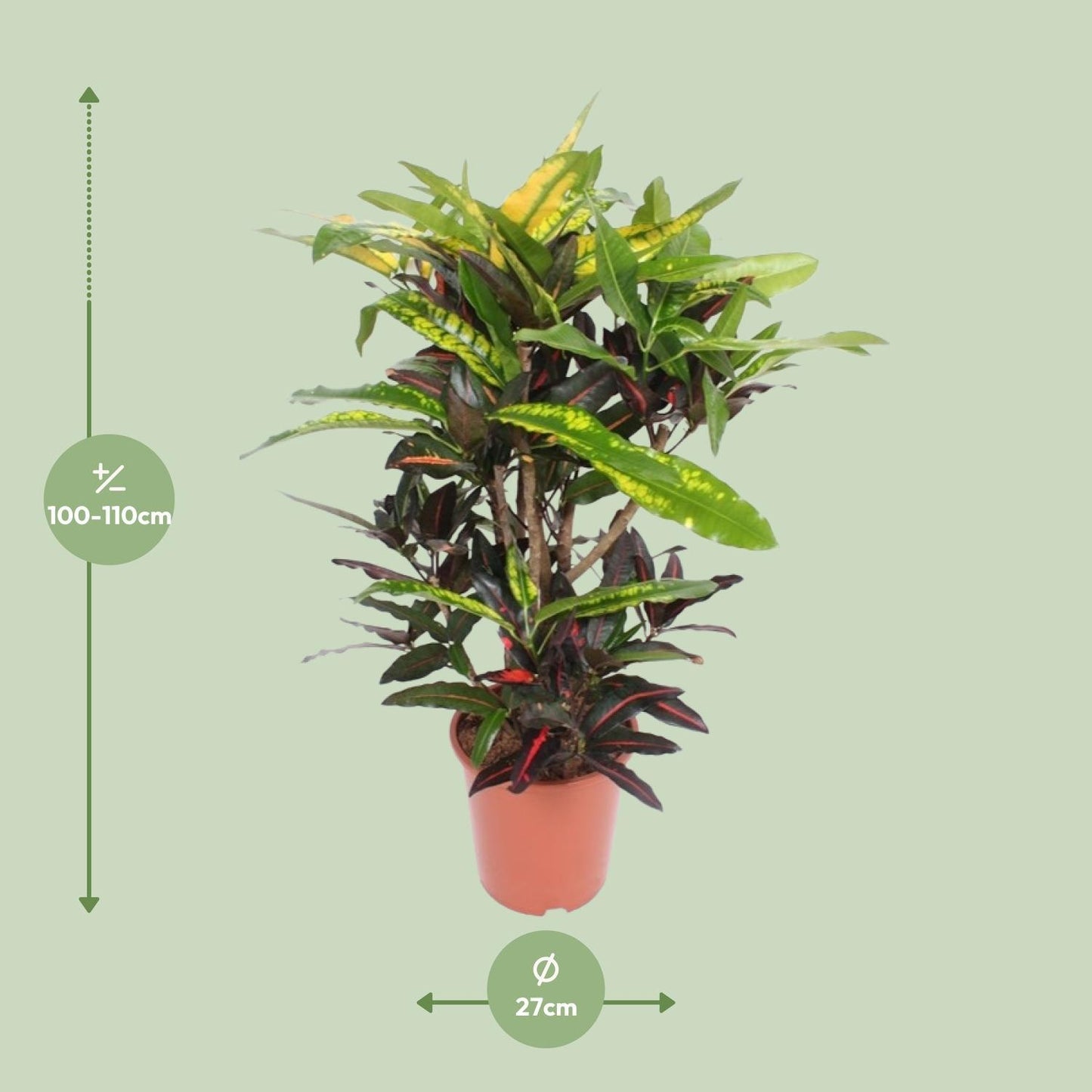 Codiaeum Mango - Ø27cm - ↨110cm