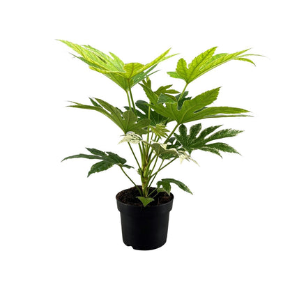 Fatsia Japonica - Zimmeraralie  - Ø17cm - ↨50cm