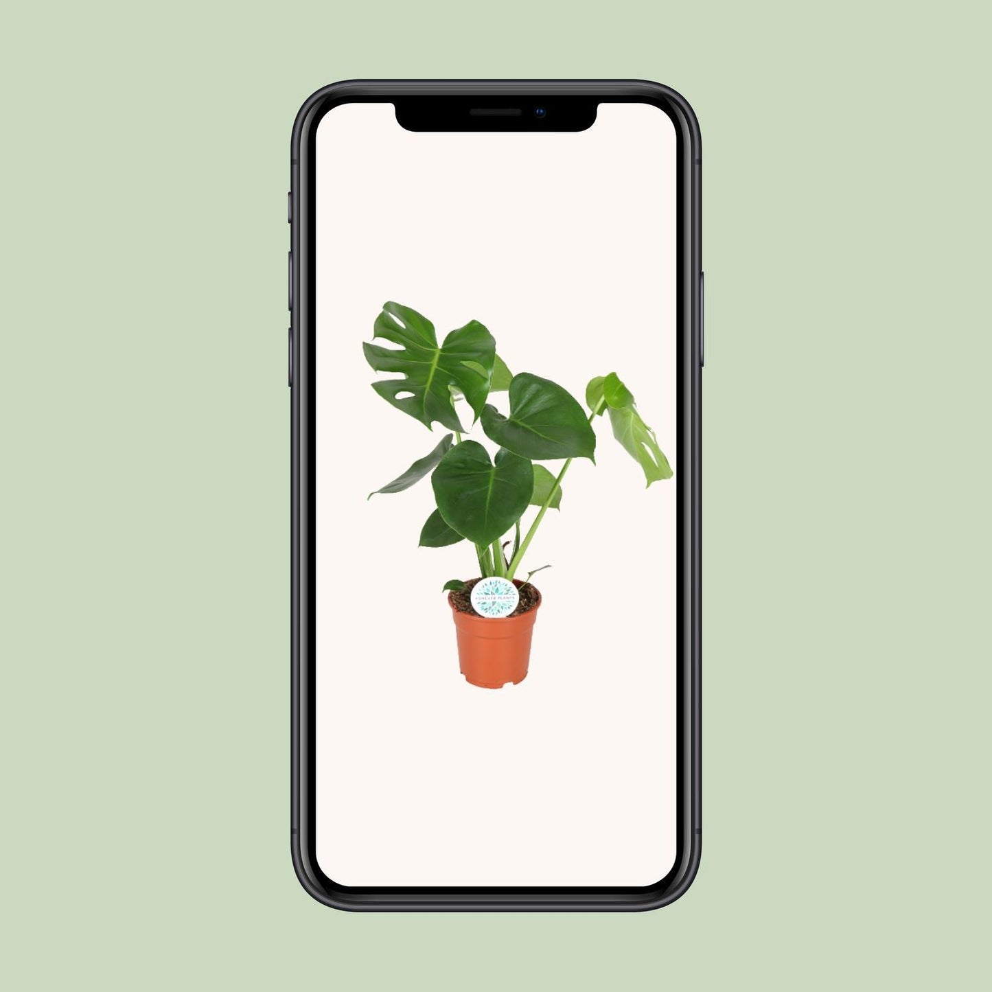 Monstera Deliciosa - Lochpflanze  - Ø17cm - ↨55cm