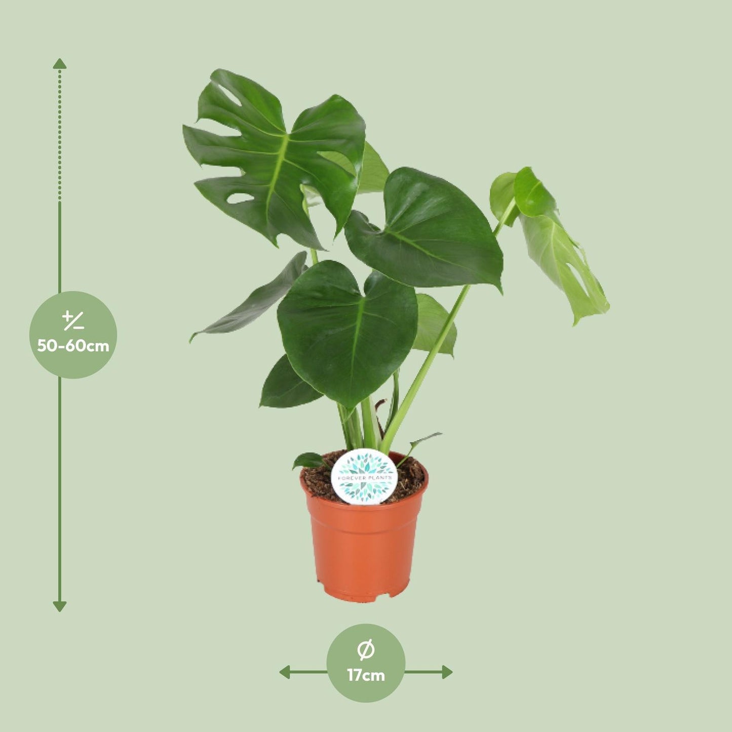 Monstera Deliciosa - Lochpflanze  - Ø17cm - ↨55cm