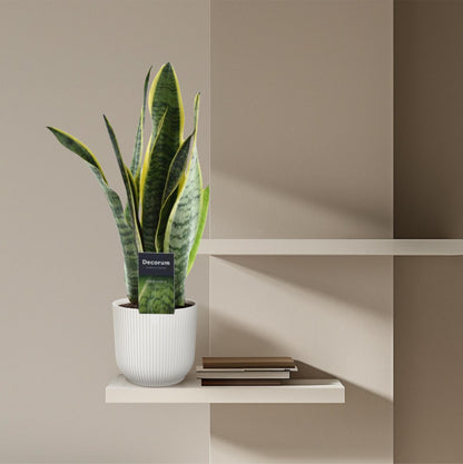 Sansevieria Laurentii - ↨45cm - Ø12cm