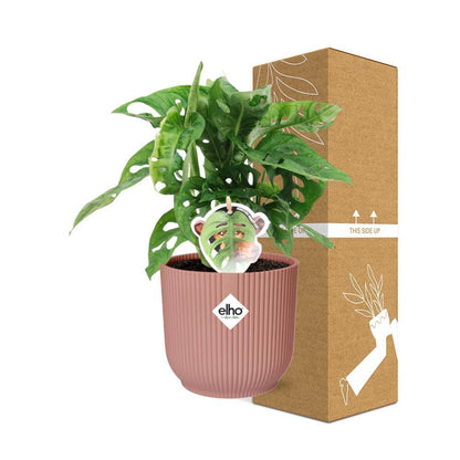 Monstera ‘Monkey Leaf’ - 20cm-30cm - in ELHO Vibes Fold Topf rosa 14cm