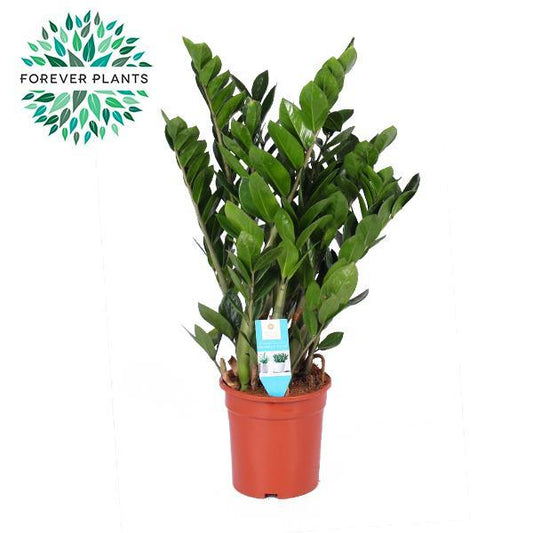 Zamioculcas Zamiifolia - Ø21cm - ↨95cm