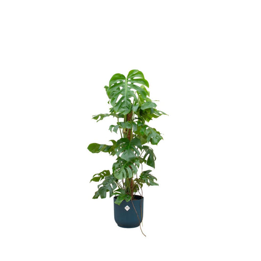 Kombideal - Monstera Pertusum XL - inkl. Elho Vibes Fold Topf blau -  Ø30cm - ↨120 cm